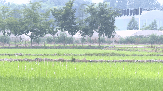 在温江，开启水稻制种“芯”征程!